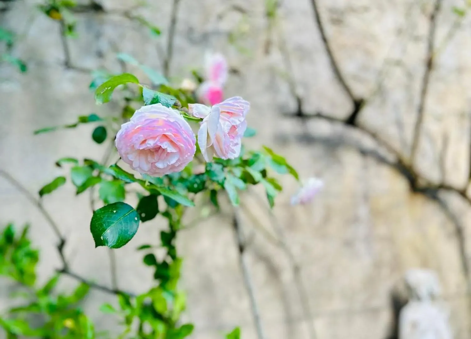 Pensjonat Chateau Mesdames Labastide-Rouairoux Francja